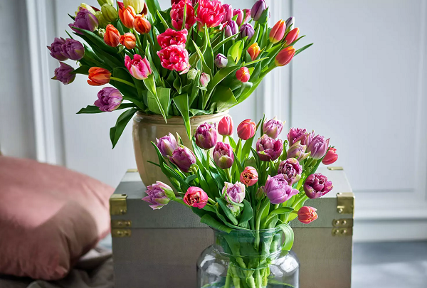 Two vases full of colourful tulips